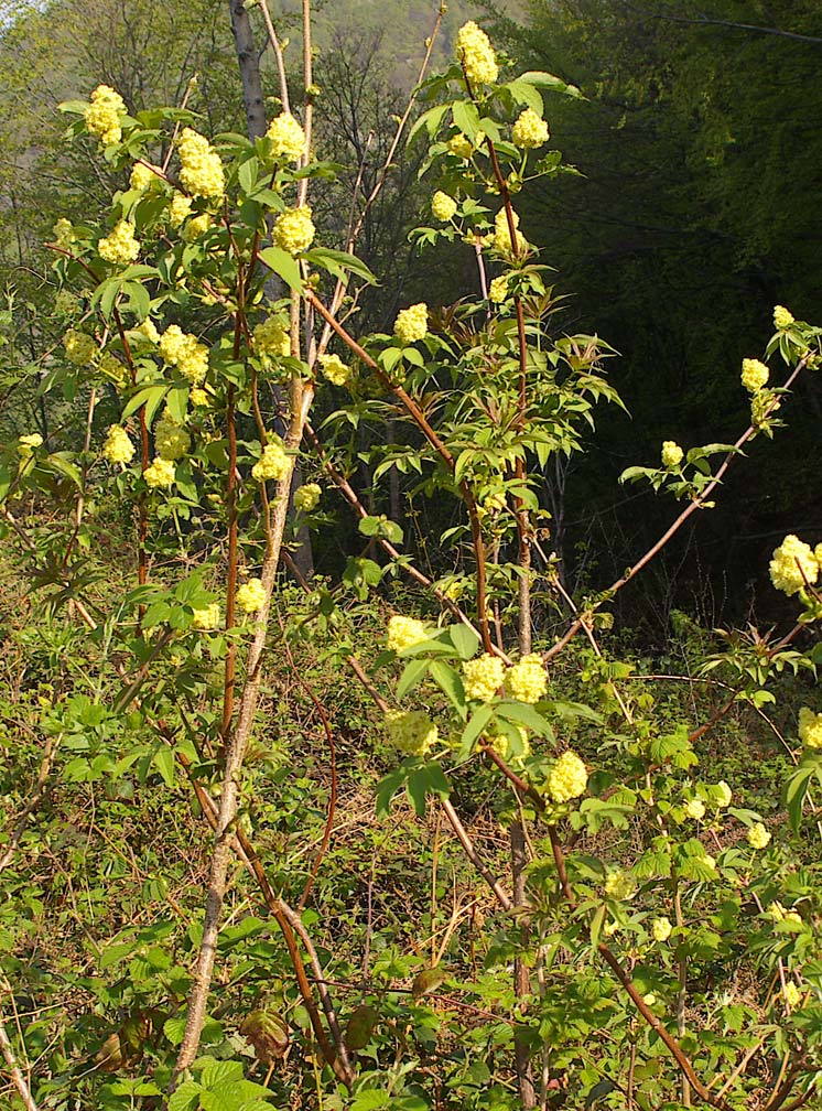 Sambucus racemosa / Sambuco rosso